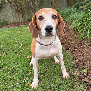 Copper, Hound, adult, available for adoption