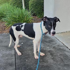 A black and white dog standing on a concrete surface, wearing a blue leash.