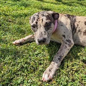 Chips-A-Hoy, Pit Bull Terrier, young, available for adoption