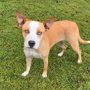 Daisy, Husky / Pit Bull Terrier, young, available for adoption