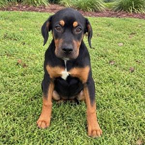 Maple Syrup, Bulldog / Hound, puppy, available for adoption