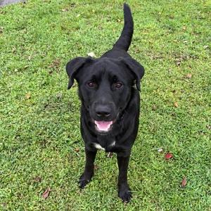 Bat Man, Labrador Retriever, young, available for adoption