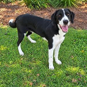 Luna, Border Collie / Hound, young, available for adoption