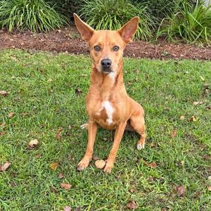 A brown dog with a white chest patch sitting on grass.