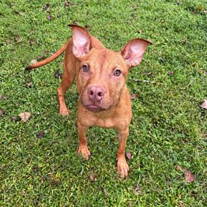 A brown dog standing on grass, looking up at the camera with its ears perked up.