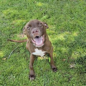 A brown dog with a white chest sitting on grass, looking up with its mouth open.