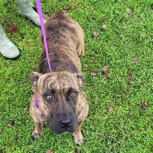 Autumn, Bulldog / Hound, young, available for adoption