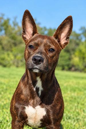 Butterfinger, Pit Bull Terrier, puppy, available for adoption