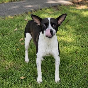 Gloria, Cattle Dog / Bulldog, young, available for adoption