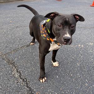A black dog with a white chest and paws, wearing a colorful bandana, standing on a paved surface.