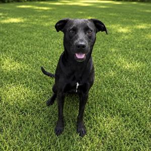 Callie, Pit Bull Terrier / Labrador Retriever, young, available for adoption