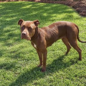 A brown dog standing on a grassy lawn, looking towards the camera.