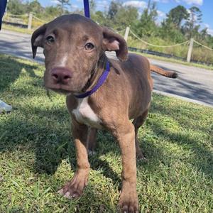 A brown puppy with floppy ears and a purple collar standing on grass.