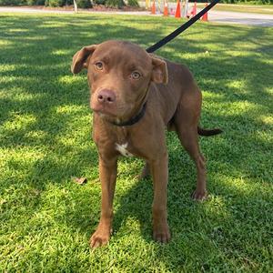 A brown dog standing on grass with a black leash.