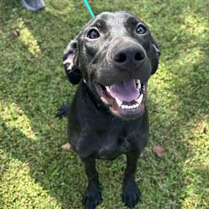Boo, Labrador Retriever, puppy, available for adoption