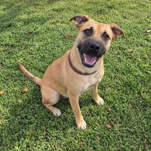 A happy brown dog sitting on green grass, looking up with its mouth open and tongue out.