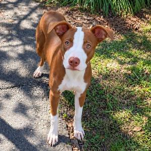 Clyde, Pit Bull Terrier, puppy, available for adoption