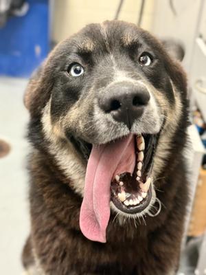 Blue, Husky / Australian Shepherd, young, available for adoption