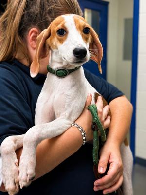 Freya, Hound, puppy, available for adoption