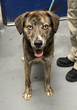 Popcorn, Husky / Plott Hound, young, available for adoption