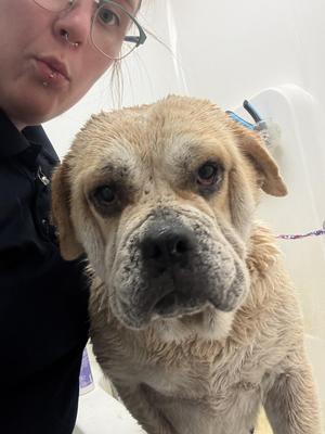 Sunshine, Labrador Retriever / Saint Bernard, young, available for adoption