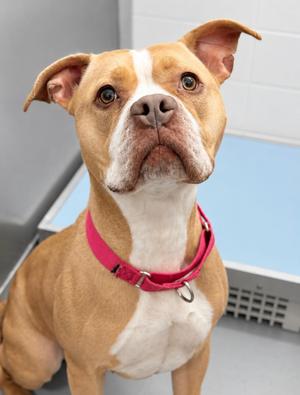 Daisy, Pit Bull Terrier, young, available for adoption