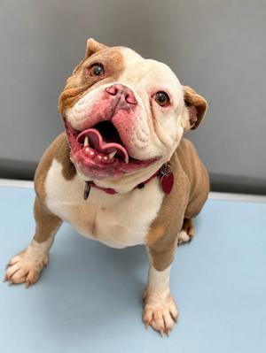 Feta, English Bulldog, young, available for adoption
