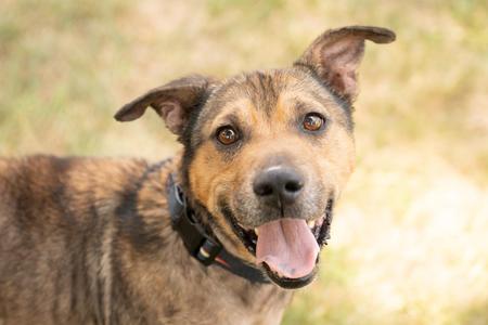 Bear, Shepherd, adult, available for adoption