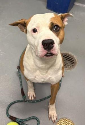 Brutus, American Staffordshire Terrier, adult, available for adoption