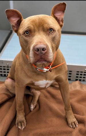 Yamal, American Staffordshire Terrier, adult, available for adoption