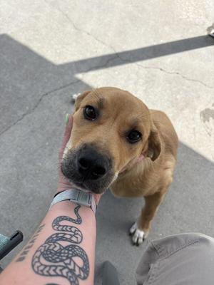 Ra, Labrador Retriever, puppy, available for adoption
