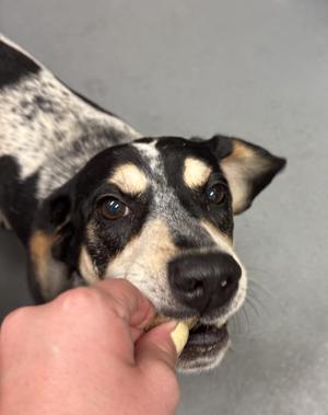 Jett, Beagle / Hound, adult, available for adoption