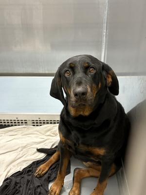 Bertha, Black and Tan Coonhound, adult, available for adoption