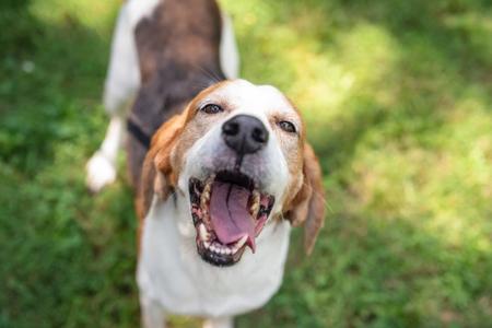 Sanford, Hound, senior, available for adoption