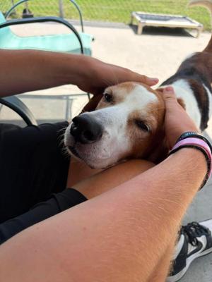 Sanford, Hound, adult, available for adoption