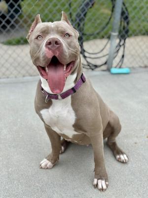 A happy brown and white dog with a purple collar sitting on a concrete surface, smiling with its tongue out.