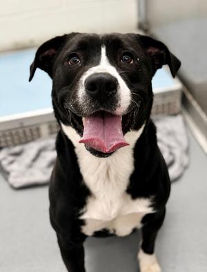 Hakimi, Great Pyrenees / Border Collie, young, available for adoption