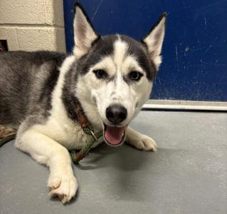 Lobo, Siberian Husky, young, available for adoption