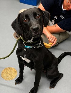 Zora, Labrador Retriever, young, available for adoption