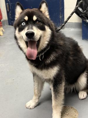Coyote, Australian Shepherd / Husky, young, available for adoption