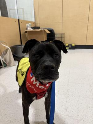 Izzy, Pit Bull Terrier, adult, available for adoption