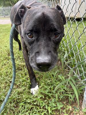 Izzy, Pit Bull Terrier, adult, available for adoption