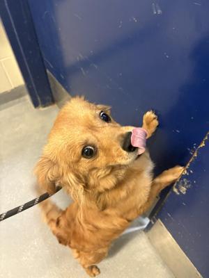 Charlie, Spaniel, young, available for adoption