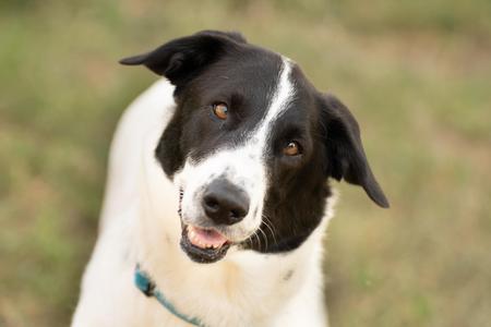 Lola, Great Pyrenees / Pointer, adult, available for adoption
