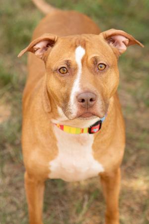 Lulu, Pit Bull Terrier, adult, available for adoption