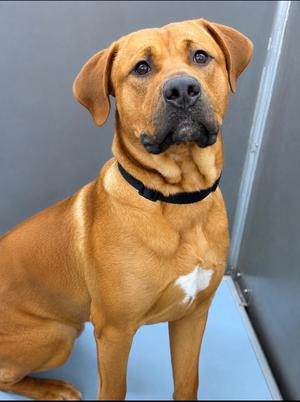 Loki, Shepherd, young, available for adoption