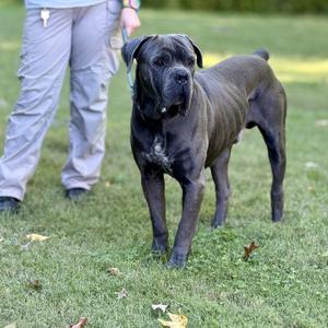 A black dog standing on grass with a person in the background