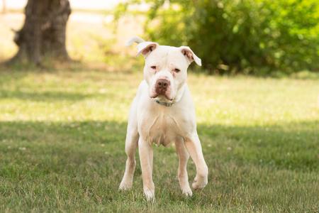 Rubble, American Staffordshire Terrier, adult, available for adoption