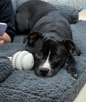 Ginny, Staffordshire Bull Terrier, young, available for adoption