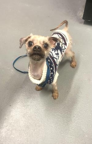 Chicken Little, Poodle, adult, available for adoption
